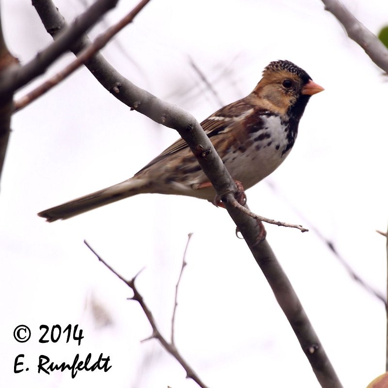 20Dec-CBC 156.jpg - Harris's Sparrow